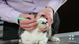 How to Brush Your Cats Teeth  Vet Tutorial [upl. by Fiden]