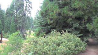 Chicago Stump Sequoia National Forest [upl. by Rowena]