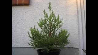 Giant Sequoia growing 2 years timelapse [upl. by Yajeet]