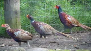 How To Raise Your Own Pheasants [upl. by Macilroy]