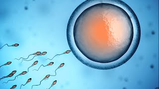 Human Physiology  Fertilization and Implantation [upl. by Hegarty958]