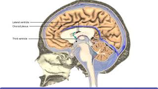 Detailed Animation on Circulation of CSF [upl. by Leticia432]