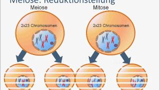 Genetik Meiose [upl. by Erminia]
