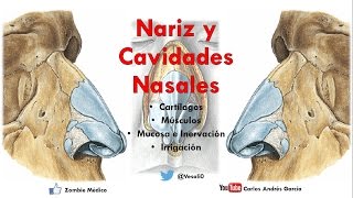 Anatomía  Nariz y Cavidades Nasales Linfáticos Inervación Irrigación Mucosa Meatos [upl. by Etnaihc]