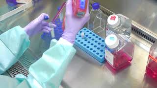 Thawing Cells Cell Culture Basics [upl. by Zullo]