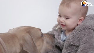 Kids Meet Pitbulls For The First Time  The Dodo [upl. by Vassell316]