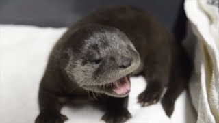 Watch Rescued Baby Otters Adorably Squeak While Playing [upl. by Nagah]