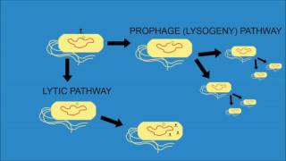 Bacteriophage Lambda  Cro and cI [upl. by Acemahs]