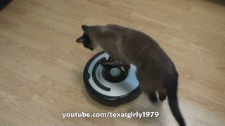 Cat shows HOW TO use iRobot Roomba Vacuum [upl. by Gorges]