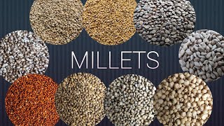 Millet Grains Closeup Shooting [upl. by Evars805]