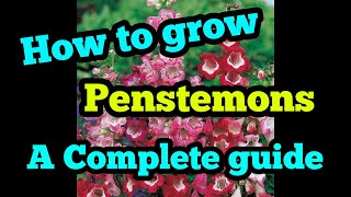 How to grow penstemons a complete guide [upl. by Aralk605]