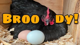 How To Make A Chicken Go Broody [upl. by Bill]