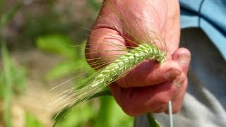 Ancient Grains Growing Heritage Grains in Gardens and Small Farms [upl. by Colt]