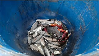 how to make fish fertilizer for plants [upl. by Ahseela]