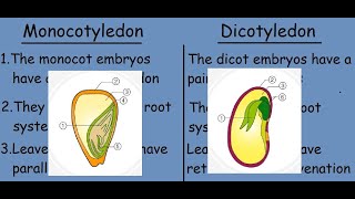 Monocotyledon vs Dicotyledon Fast differences and comparison [upl. by Faus]