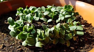 Growing Cantaloupe from Seeds Days 06 [upl. by Arait]