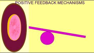 HOMEOSTASIS POSITIVE FEEDBACK MECHANISMS [upl. by Vasilek]