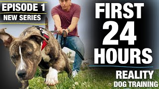 NEW SERIESThe FIRST 24 HOURS with a TOTALLY UNTRAINED Pit Bull Reality Dog Training Episode 1 [upl. by Adrahs20]