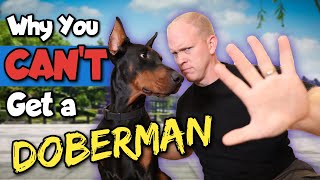 DONT Get a Doberman If THIS is You [upl. by Itnahs]