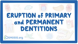 Eruption of primary and permanent dentitions [upl. by Eidnac]