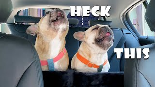 French Bulldogs Throw Tantrum At The Car Wash [upl. by Ecnirp]