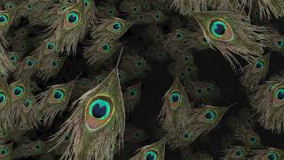 peacock feather background video [upl. by Castle]