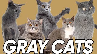 3 Great Facts About Gray Cats [upl. by Gore]