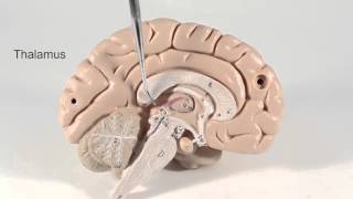 Brain Anatomy Overview [upl. by Mcclenaghan863]