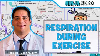 Respiratory  Respiration During Exercise [upl. by Adaliah675]