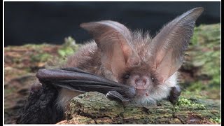 Brown longeared Bat  The British Mammal Guide [upl. by Ahsaek]