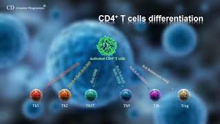 CD4 T cell differentiation [upl. by Sirmons725]