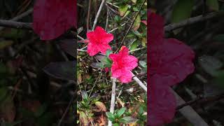 Ravine Gardens State Park  Palatka FL [upl. by Sobmalarah972]