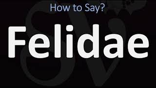 How to Pronounce Felidae CORRECTLY [upl. by Yalonda]