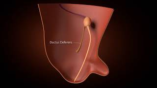 Development of inguinal Canal [upl. by Landing]