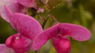 Easy Garden Plant Perennial Pea [upl. by Ardnuahc]