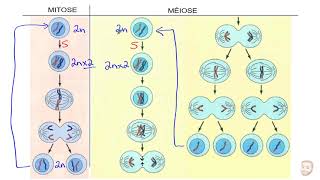 Mitose vs Méiose [upl. by Zelma]