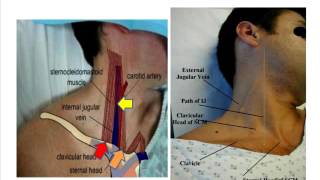 Jugular venous pulse anatomical aspects [upl. by Annaitat137]