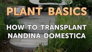 How to Transplant Nandina Domestica [upl. by Donelu]