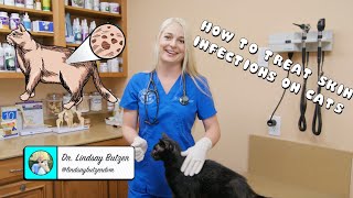 How to Treat Generalized Skin Infections on Cats [upl. by Faina]