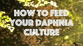 How To Feed Your Daphnia Culture [upl. by Dachi]