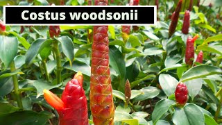 Costus woodsonii Red Button Ginger [upl. by Chader]