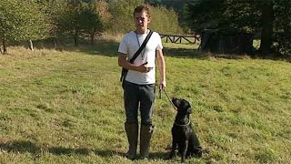 Gundog training The basics and benefits [upl. by Einner927]