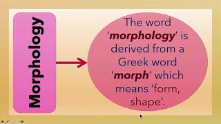 What is Morphology L3 [upl. by Onitsuj]