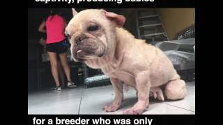 EXPOSING CRUELTY IN PUPPY MILLS  Severely Neglected ExBreeding French Bulldog [upl. by Mylor]