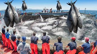 Amazing Giant Bluefin Tuna Catch Fishing SkillPacking And Fish Processing Plant Video [upl. by Akkeber381]