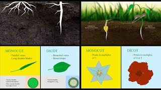 Monocots vs Dicots [upl. by Bohlen]