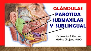 🥇 ANATOMÍA DE LA GLÁNDULA PARÓTIDA SUBMAXILAR Y SUBLINGUAL Fácil Rápido y Sencillo [upl. by Otilia285]