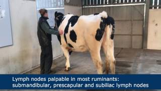 Lymph node palpation in ruminants [upl. by Humberto]