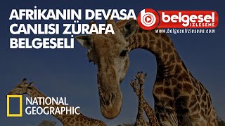 Afrikanın Devasa Canlısı Zürafa Belgeseli  Türkçe Dublaj [upl. by Olvan]