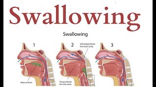 swallowing  Physiology [upl. by Nicram]